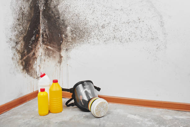 Best Post-Flood Mold Remediation in Dilworth, MN