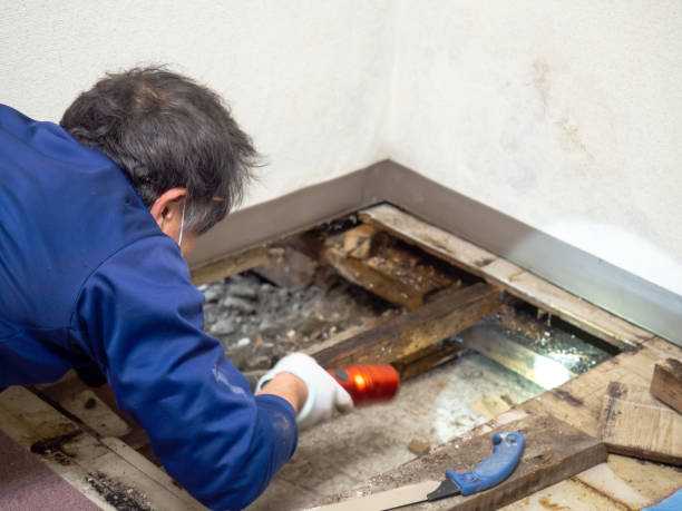 Dilworth, MN Mold Remediation Company