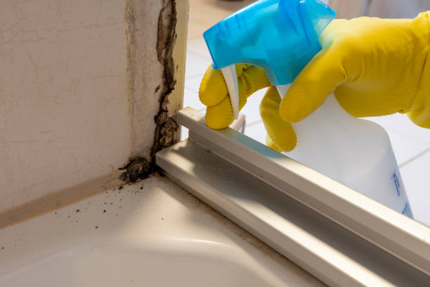 Best Kitchen Mold Remediation in Dilworth, MN