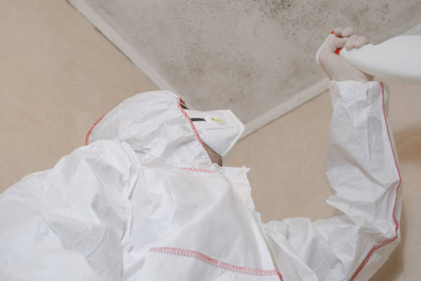 Best Residential Mold Remediation in Dilworth, MN