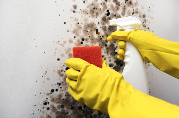 Best Post-Flood Mold Remediation in Dilworth, MN