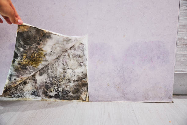Best Industrial Mold Remediation in Dilworth, MN